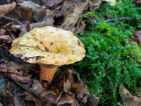 Ockerfarbener größerer Pilz am Waldboden